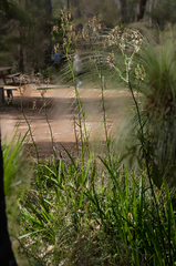 Anigozanthos flavidus