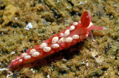 Babakina indopacifica