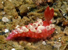 Babakina indopacifica