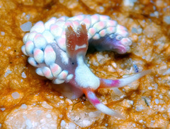 Babakina indopacifica