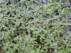 Callitriche platycarpa