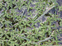 Callitriche platycarpa