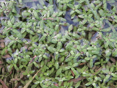 Callitriche platycarpa