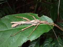 Heteropteryx dilatata