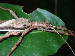 Heteropteryx dilatata