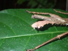 Heteropteryx dilatata