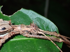 Heteropteryx dilatata