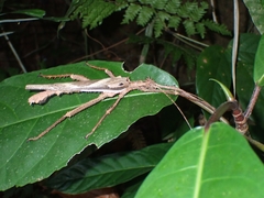 Heteropteryx dilatata
