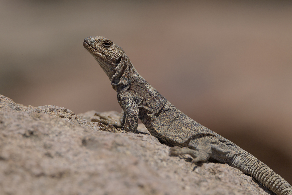 Agueda's Rocky Lizard