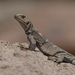 Provincia Mountain Chuckwalla - Photo (c) jorgevalenzuelae, some rights reserved (CC BY-NC)
