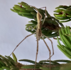 Tetragnatha vermiformis