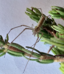 Tetragnatha vermiformis