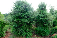 Androstachys johnsonii