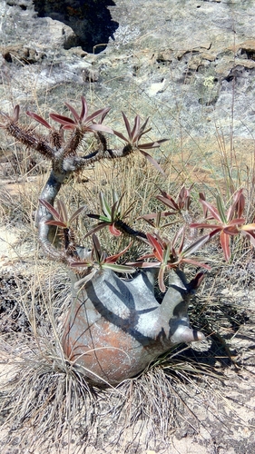Elephant's Foot Plant