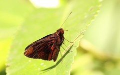 Miltomiges cinnamomea