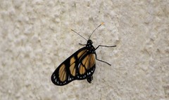 Methona themisto