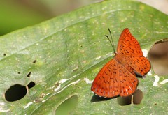 Metacharis ptolomaeus