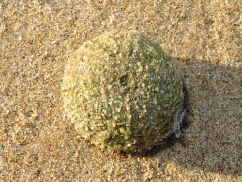 Green Sea Urchin, Wassenaar, NL-ZH, NL, photo 8 of 10