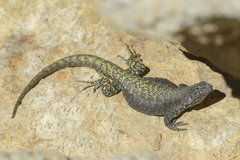 Liolaemus flavipiceus