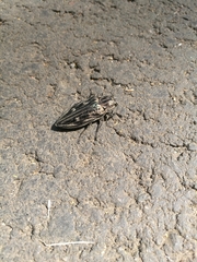 Chalcophora mariana