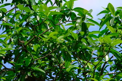 Tabernaemontana elegans