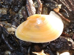 Abra alba