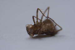 Sympetrum striolatum