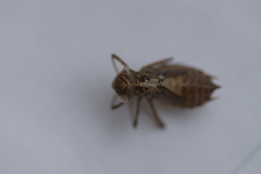 Sympetrum striolatum