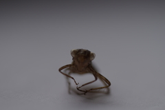 Sympetrum striolatum