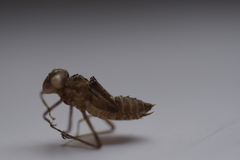 Sympetrum striolatum