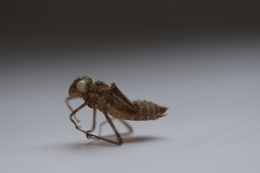 Sympetrum striolatum