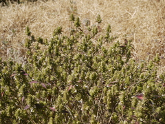 Lepidagathis cuspidata