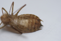 Sympetrum striolatum