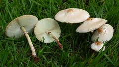Chlorophyllum molybdites
