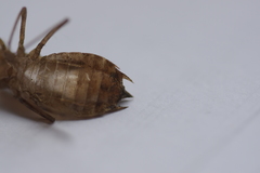 Sympetrum striolatum