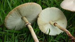 Chlorophyllum molybdites