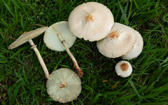 Chlorophyllum molybdites