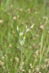 Cerastium perfoliatum