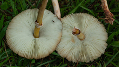 Chlorophyllum molybdites