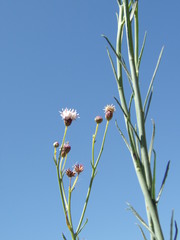 Baccharis juncea