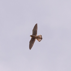 Falco tinnunculus