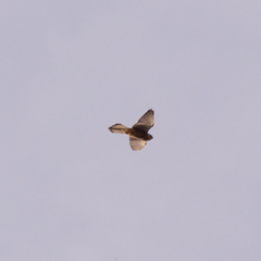 Falco tinnunculus