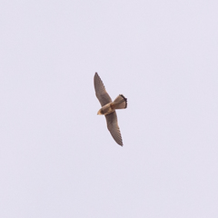 Falco tinnunculus