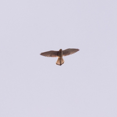 Falco tinnunculus