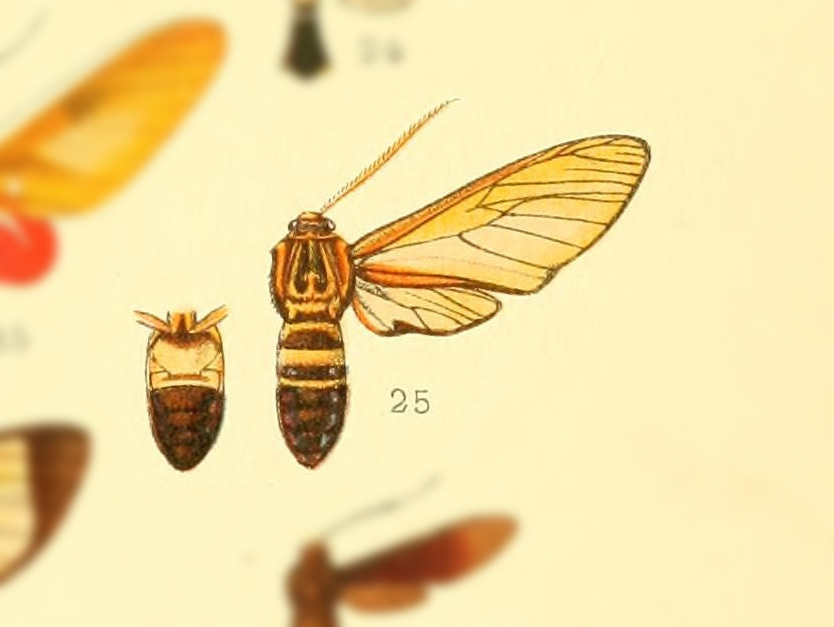 Isanthrene vespiformis