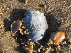Zirfaea crispata