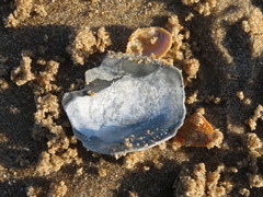 Zirfaea crispata