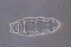 Image of Pilatobius nodulosus
