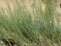 Baccharis juncea