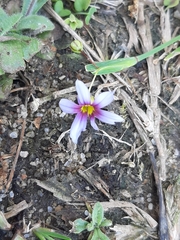 Sisyrinchium rosulatum